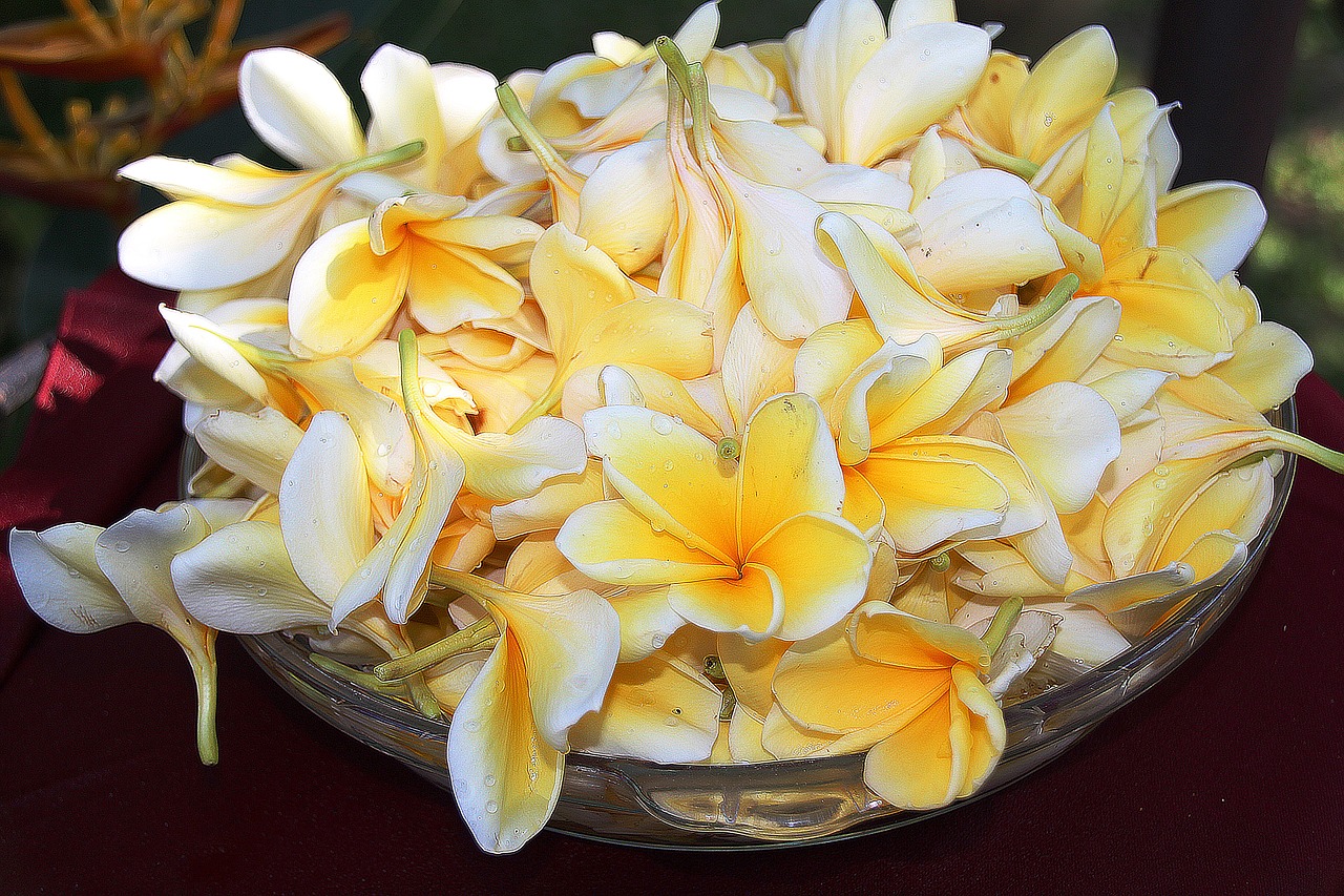 Plumeria, Gėlė, Geltona, Šviesa, Spalvos, Gėlės, Žydėjimas, Lotuso Gėlė, Flora, Žiedlapis