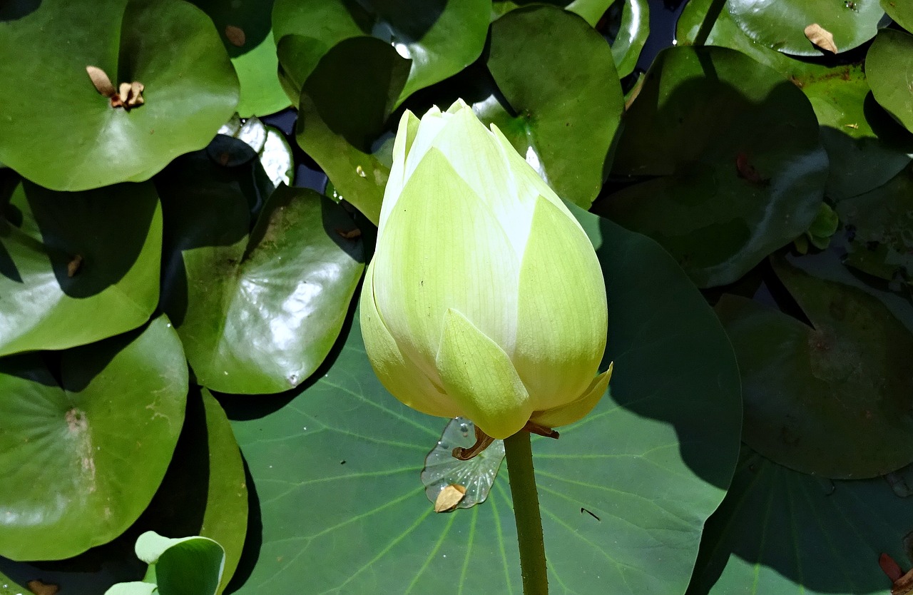 Lotosas, Budas, Balta, Gėlė, Nelumbo Nucifera, Indijos Lotosas, Šventasis Lottas, Botanika, Vandens, Atogrąžų