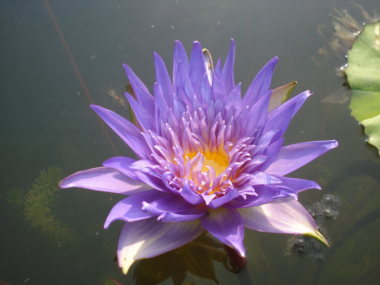 Lotosas, Vandens Lelija, Gėlė, Vandens, Violetinė, Violetinė, Mare, Žiedlapis, Sodas, Gamta