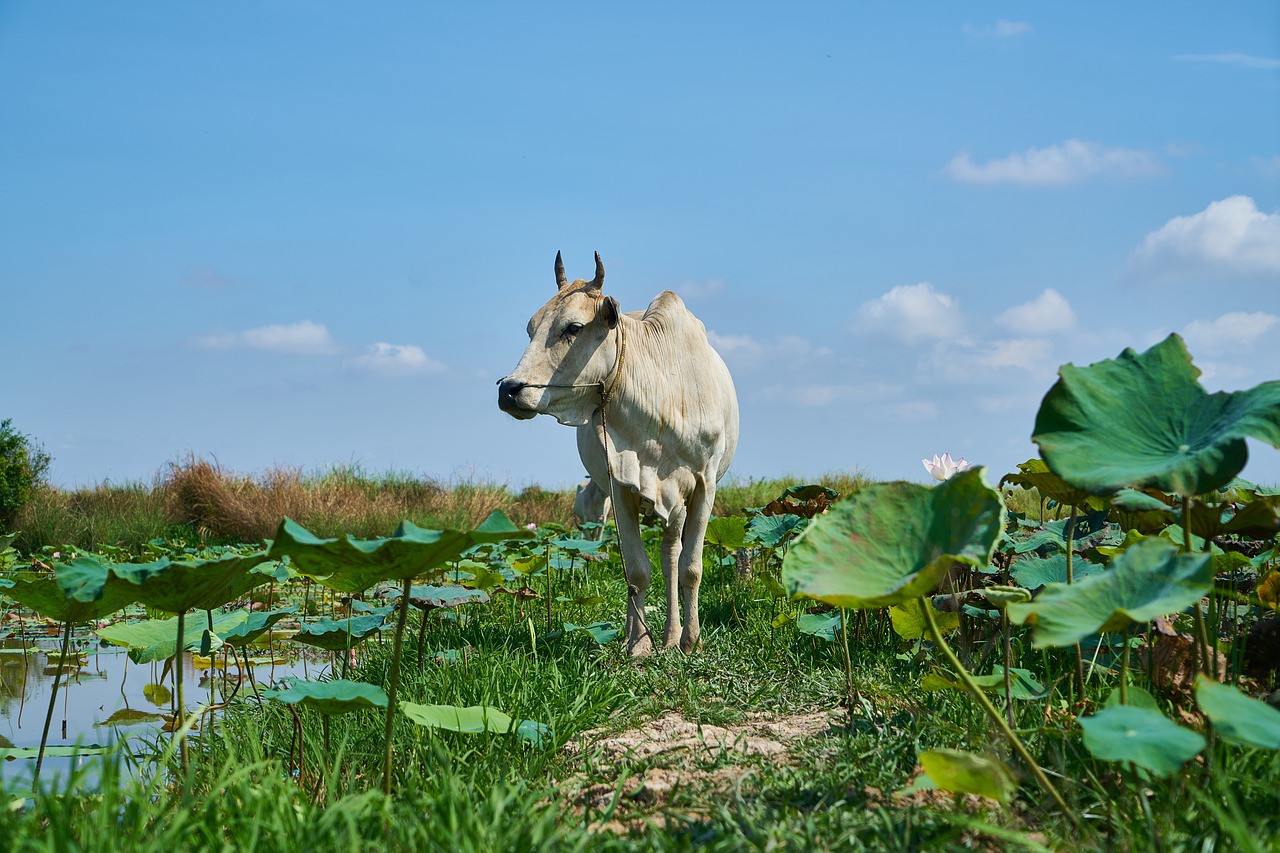 Lotosas, Sodas, Karvė, Gėlė, Pavasario Gėlės, Spalva, Sezonas, Augalas, Gamta, Gražus