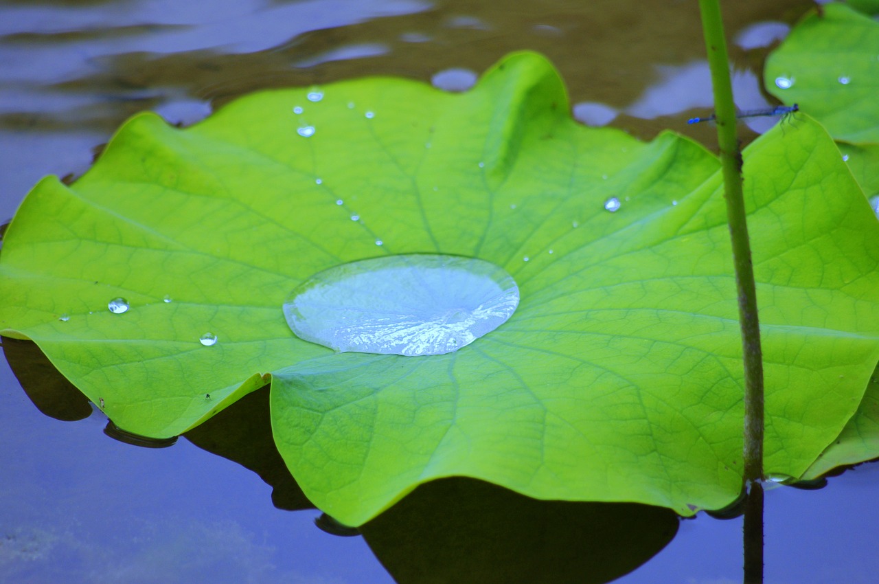 Lotosas, Vanduo, Nirvana, Vandens Lelija, Nelumbo Nucifera Lapai, Natūralus, Vandentiekis, Japonija, Augalas, Tvenkinys