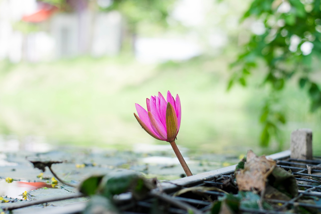 Lotus,  Baras Prie Baseino, Nemokamos Nuotraukos,  Nemokama Licenzija