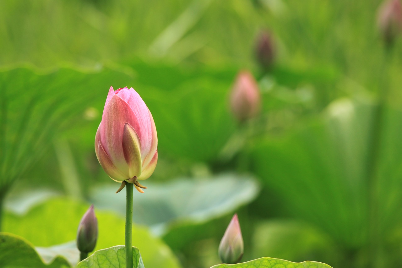 Lotus,  Aitvaras,  Pobūdį,  Tvenkinys Augalai,  Gėlių Ragas,  Žydėjimo,  Gėlės,  Pumpurai, Nemokamos Nuotraukos,  Nemokama Licenzija