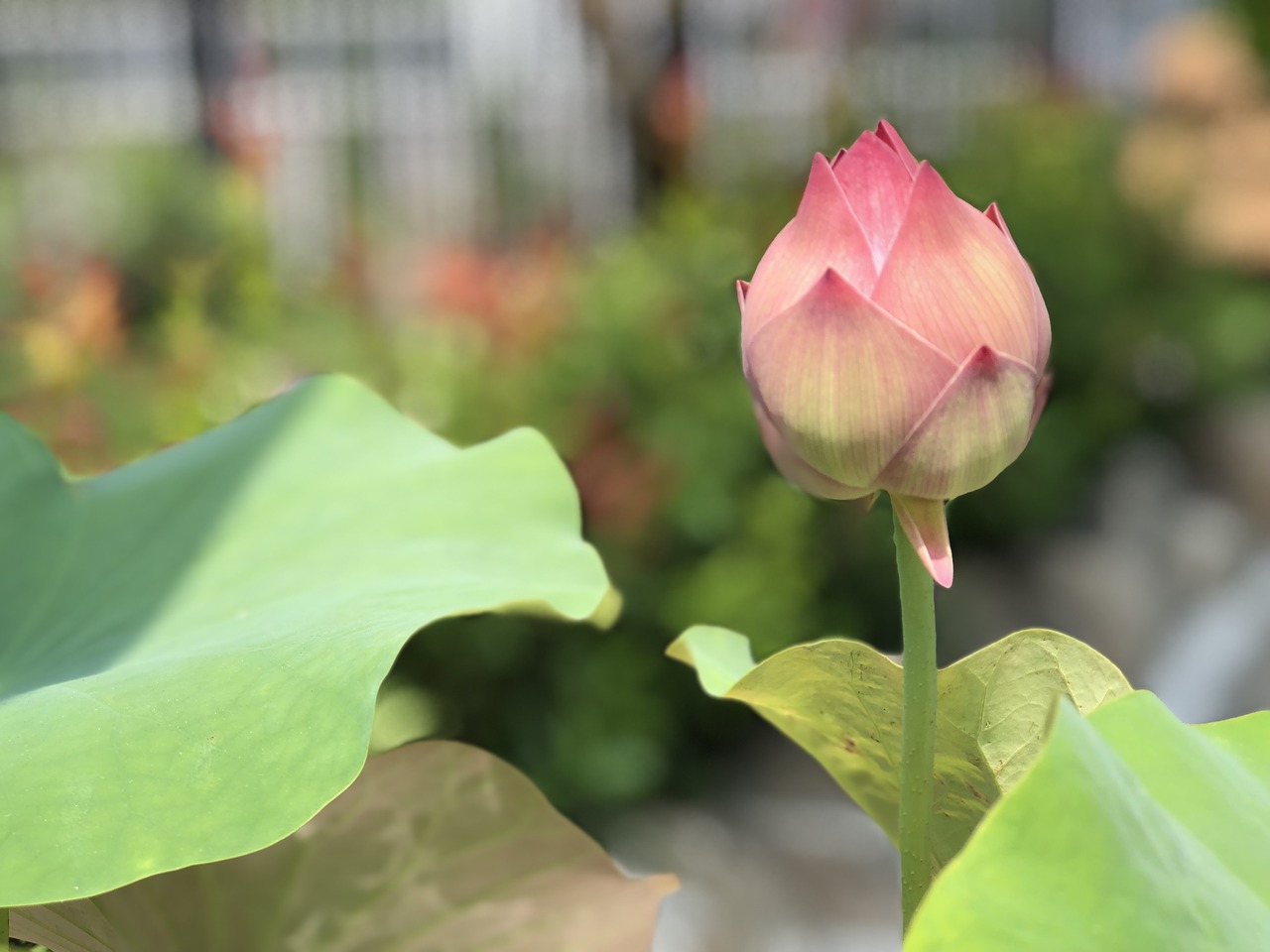 Lotus,   Bud,   潔 Net,   Green Leaves, Nemokamos Nuotraukos,  Nemokama Licenzija