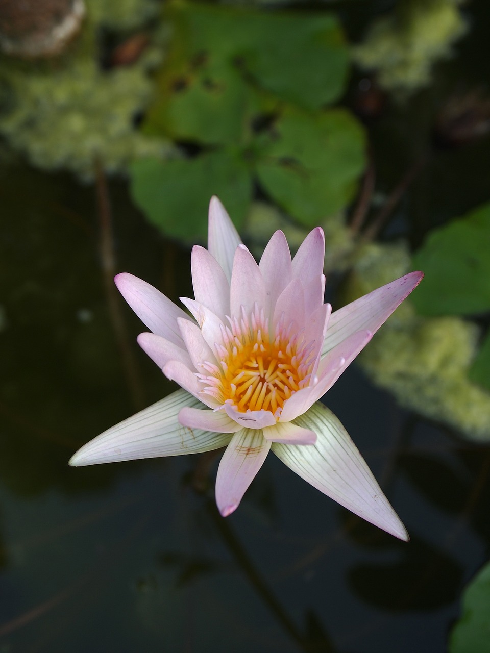 Lotus,  Vandens,  Gėlė,  Pobūdį,  Lelija,  Žalias,  Meditacija,  Natūralus,  Žiedlapis,  Lapų