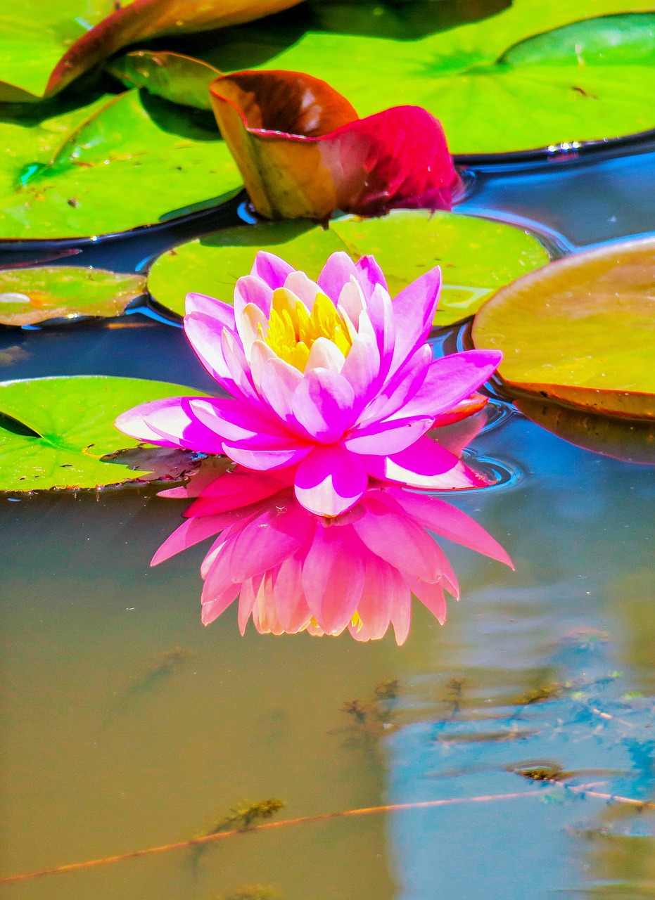 Lotus,  Vandens,  Augalų,  Natūralus,  Gėlė,  Rožinė Lotus,  Vandens Lotoso,  Pobūdį,  Vasara,  Korėja Pilietis