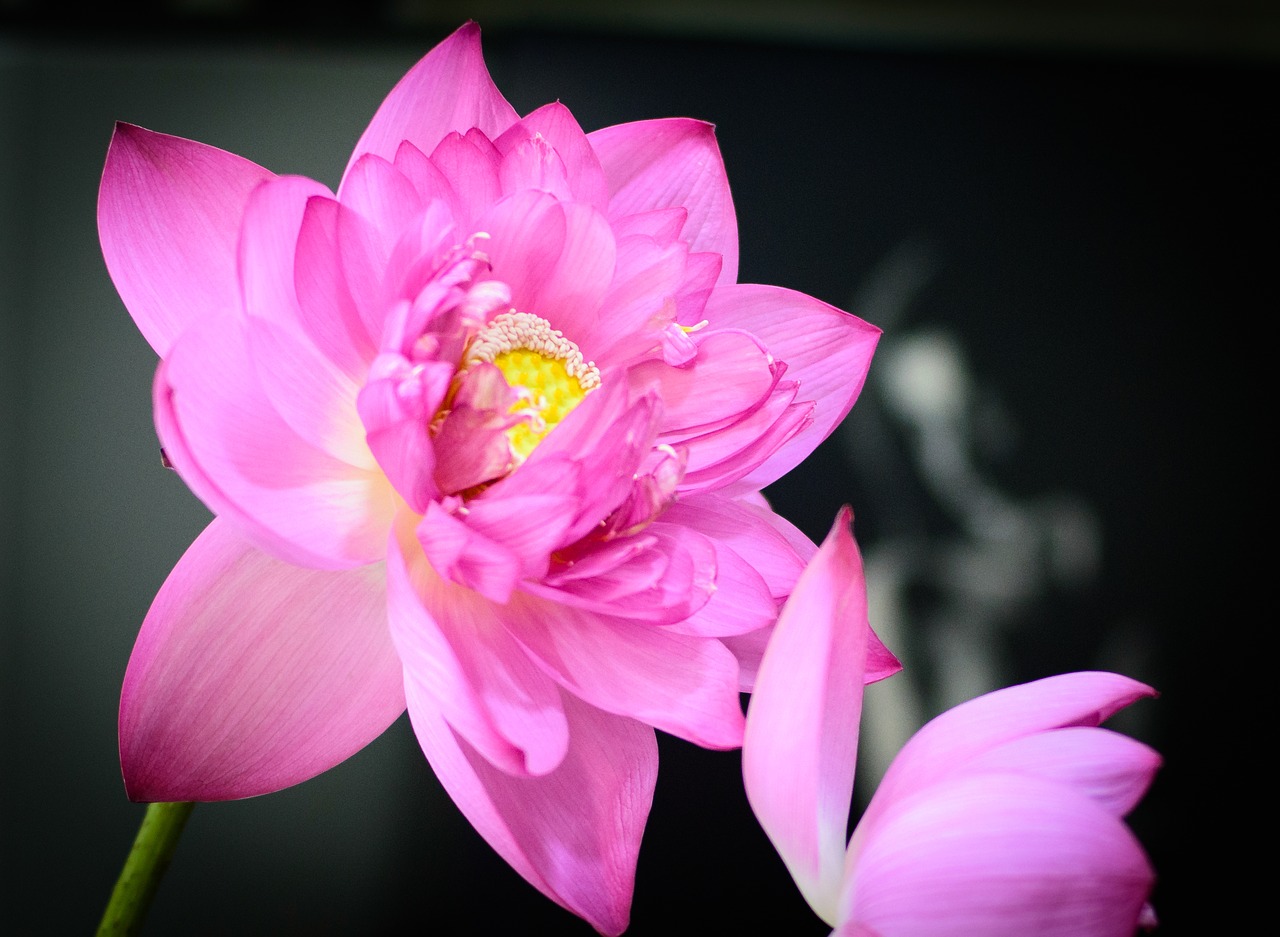 Lotus,  Lotus Violetinė,  Violetinės Gėlės, Nemokamos Nuotraukos,  Nemokama Licenzija