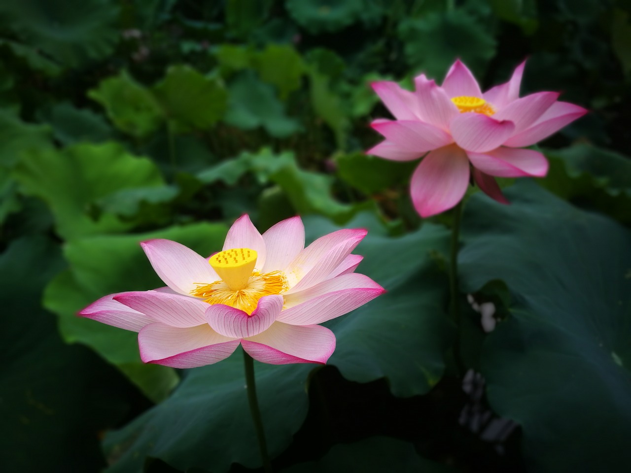 Lotus,  Gėlė,  Lotus Lapai, Nemokamos Nuotraukos,  Nemokama Licenzija