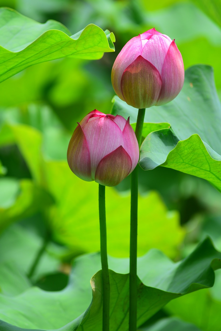 Lotus,  Gėlė,  Augalas, Nemokamos Nuotraukos,  Nemokama Licenzija