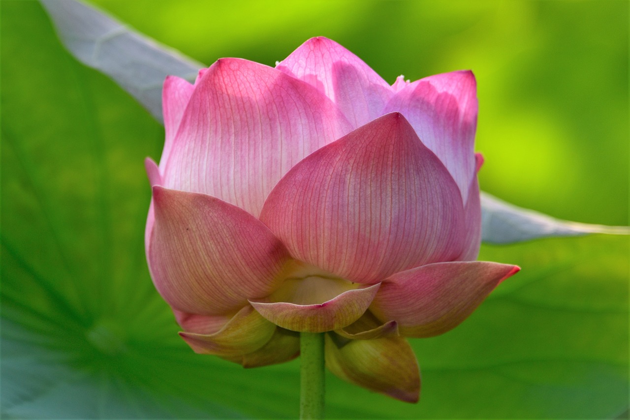 Lotus,  Gėlė,  Floros,  Pobūdį,  Lapų,  Vandens,  Baseinas, Nemokamos Nuotraukos,  Nemokama Licenzija