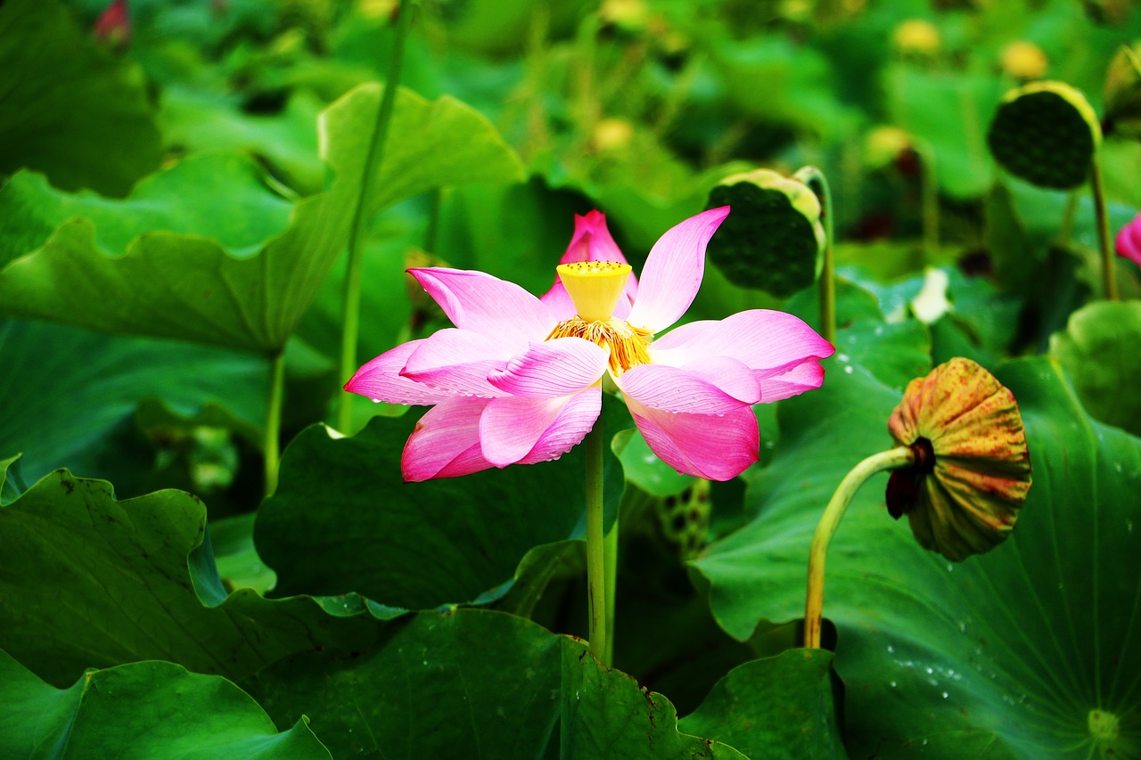 Lotus,  Lotoso Lapų,  Gėlė,  Vasara, Nemokamos Nuotraukos,  Nemokama Licenzija