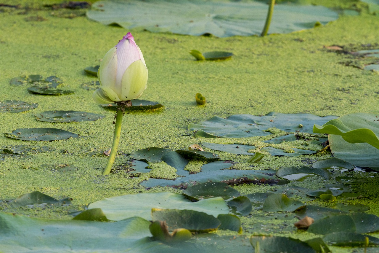 Lotus,  Gėlės,  Vandens Augalai,  Vasara,  Lotoso Lapų,  Tvenkinys,  Gražus, Nemokamos Nuotraukos,  Nemokama Licenzija