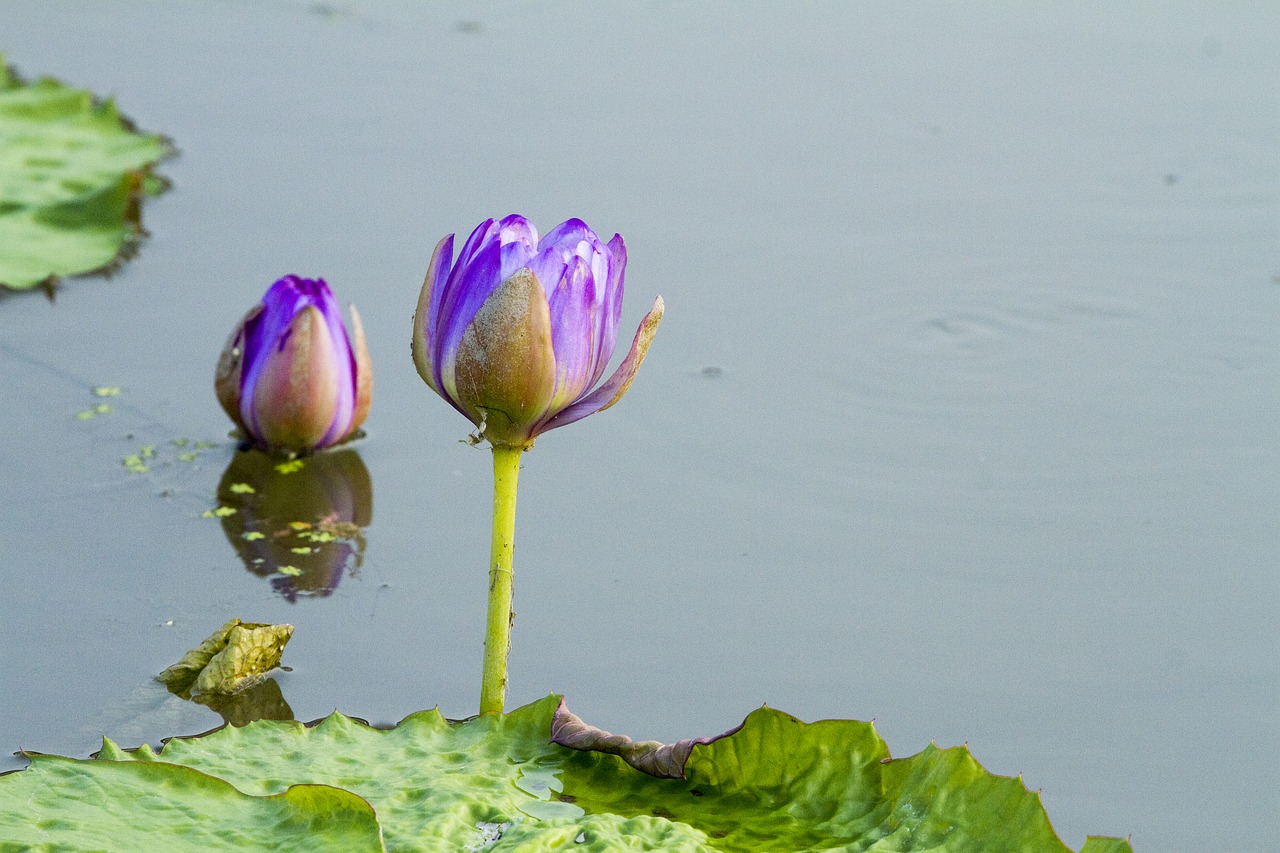 Lotus,  Vandens Augalai,  Vandens Lelijos,  Lotoso Lapų,  Vasara,  Gėlės,  Tvenkinys,  Gamta, Nemokamos Nuotraukos,  Nemokama Licenzija