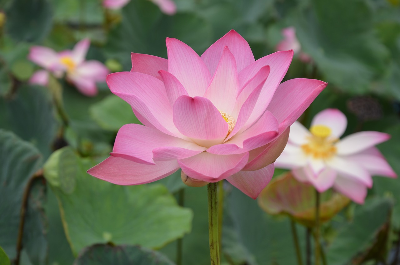 Lotus,  Rožinis,  Meditacija,  Gražus,  Ao,  Zen,  Gėlė,  Tvenkinys, Nemokamos Nuotraukos,  Nemokama Licenzija