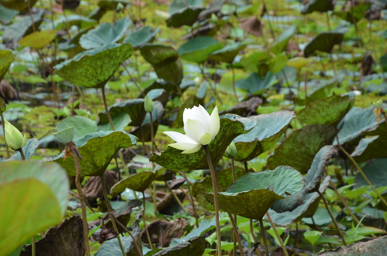 Lotus,  Baltos Spalvos,  Gėlė,  Lapų,  Gražus,  Vandens,  Sodas, Nemokamos Nuotraukos,  Nemokama Licenzija