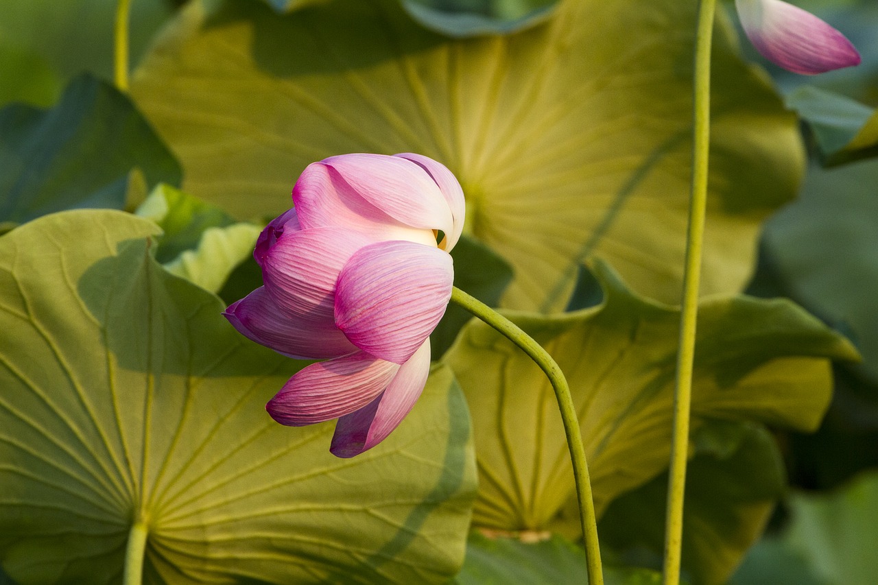 Lotus,  Vandens Augalai,  Lotoso Lapų,  Vasara,  Vandens Lelijos,  Gražus,  Gamta, Nemokamos Nuotraukos,  Nemokama Licenzija