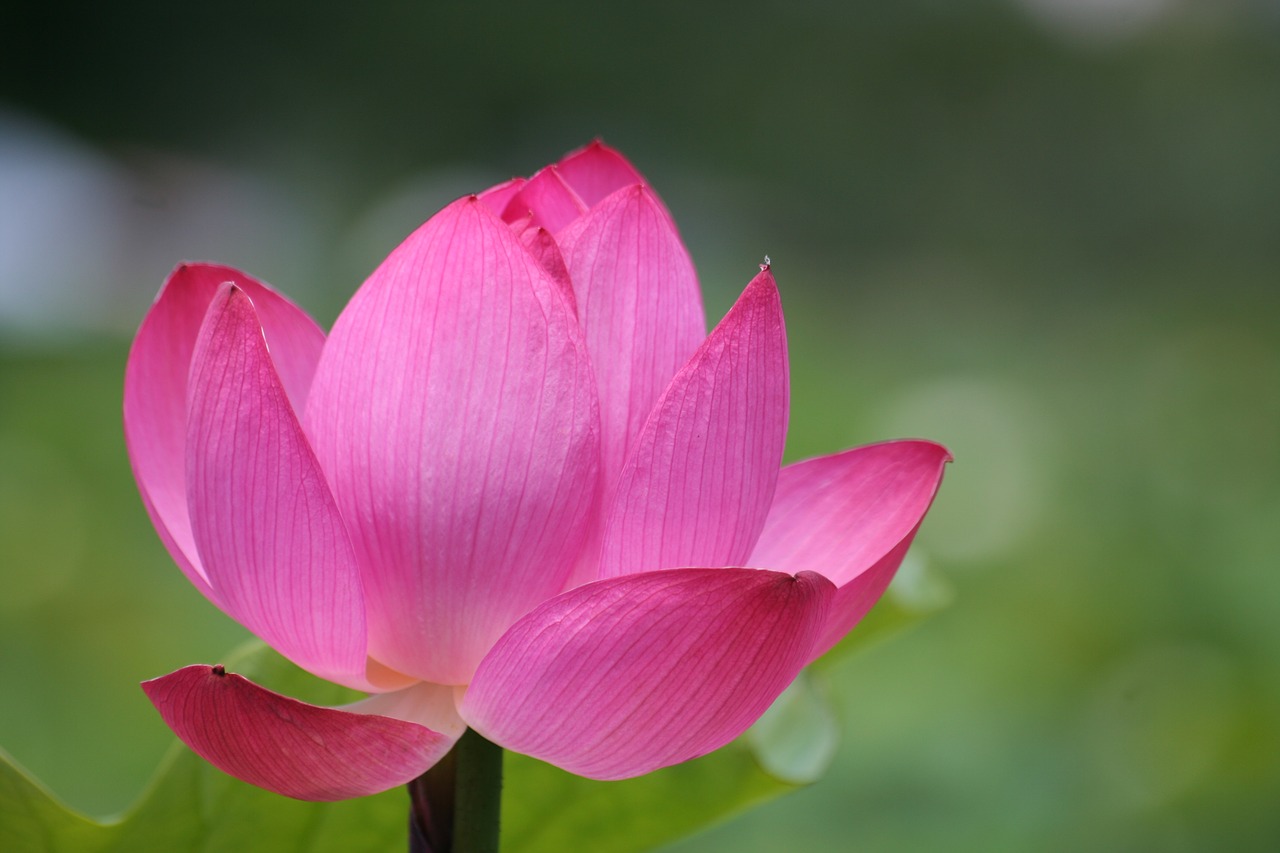 Lotus,  Rožinė Gėlė,  Tvenkinys,  Vandens,  Augalų,  Vasara, Nemokamos Nuotraukos,  Nemokama Licenzija