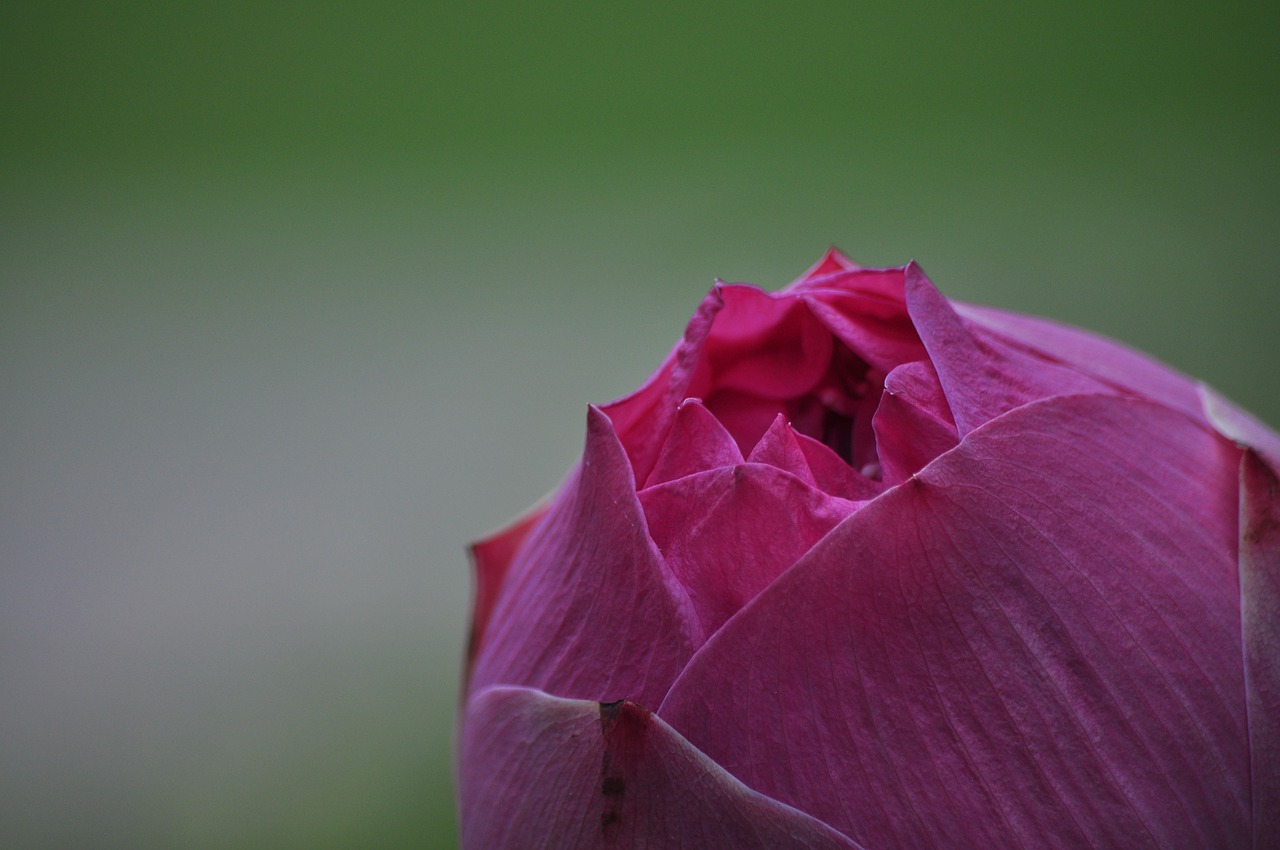 Lotus,  Vandens Lelija,  Rožinis,  Tailandas,  Makro,  Gėlė,  Buda,  Mėlynas, Nemokamos Nuotraukos,  Nemokama Licenzija