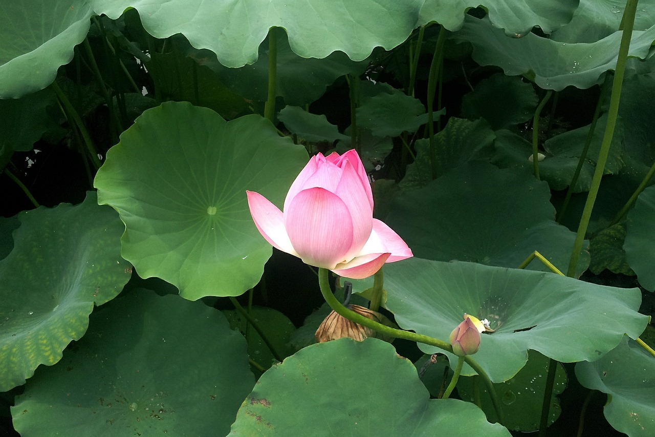 Lotosas, Vasara, Šviežias, Hibiscus, Gėlė, Žydėjimas, Lotoso Lapai, Natūralus, Augalas, Nemokamos Nuotraukos