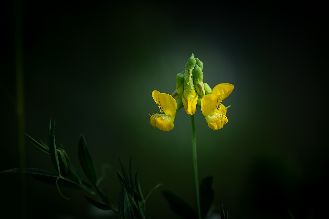 Lotoso Corniculatus,  Ožragė,  Klee,  Gėlė,  Žiedas,  Žydi,  Geltona,  Geltona Gėlė,  Smailu Gėlių,  Pobūdį