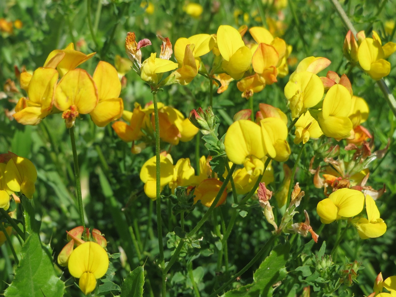 Lotus Corniculatus, Paprastoji Paukščio Pėdų Trejopa, Paukščio Pėdų Trejopas, Paukščio Skrydžio Deervetch, Flora, Wildflower, Žiedas, Žiedynas, Botanika, Augalas