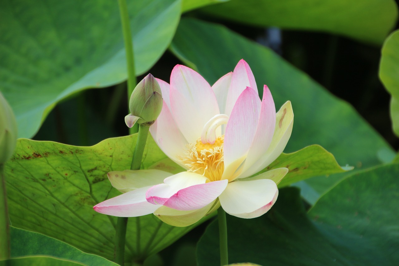 Lotuso Gėlė, Rugpjūtis, Vandens Augalas, Hardy, Nemokamos Nuotraukos,  Nemokama Licenzija