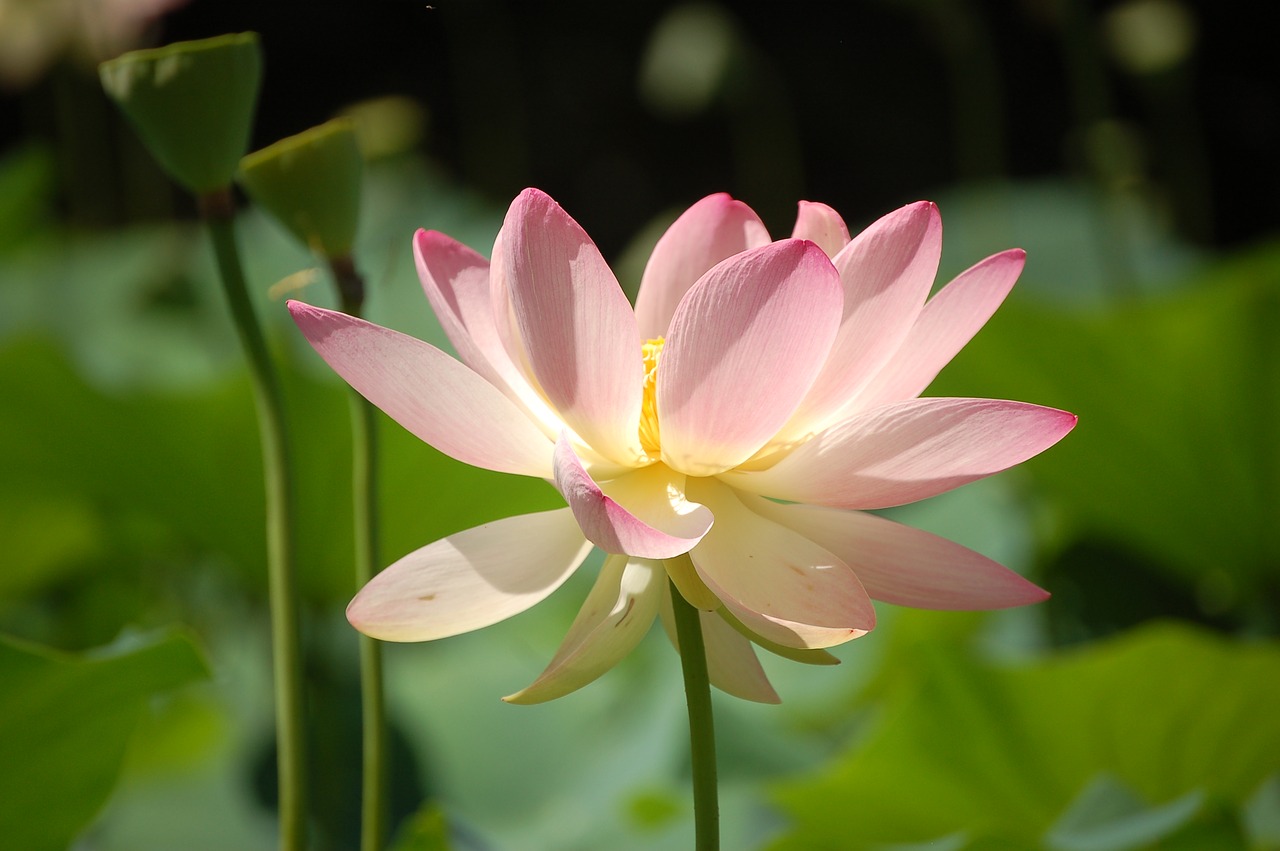 Lotuso Gėlė, Sodas, Parkas, Nemokamos Nuotraukos,  Nemokama Licenzija