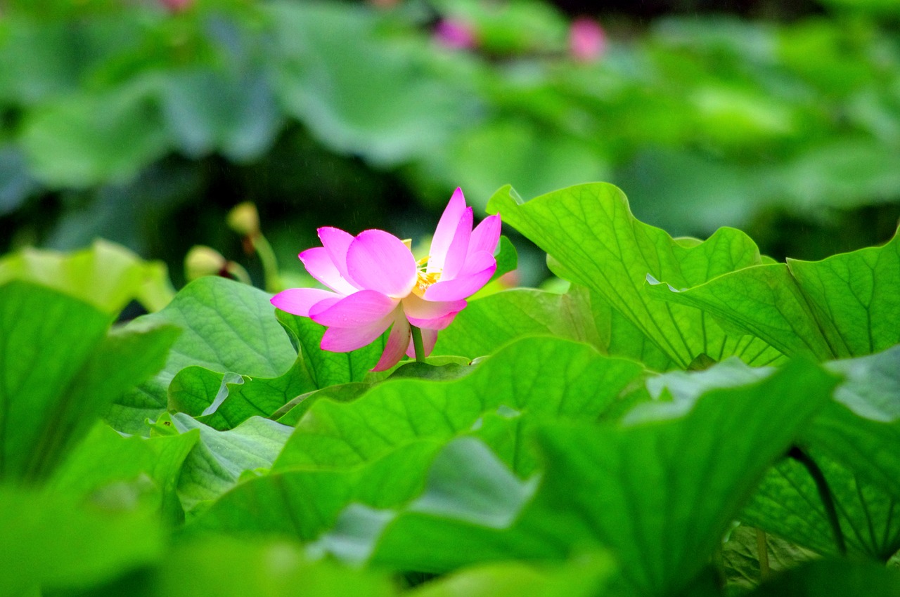 Lotuso Gėlė, Japonija, Vanduo, Tvenkinys, Lotosas, Natūralus, Nirvana, Vandens Lelija, Vasaros Pradžioje, Vandens Augalas