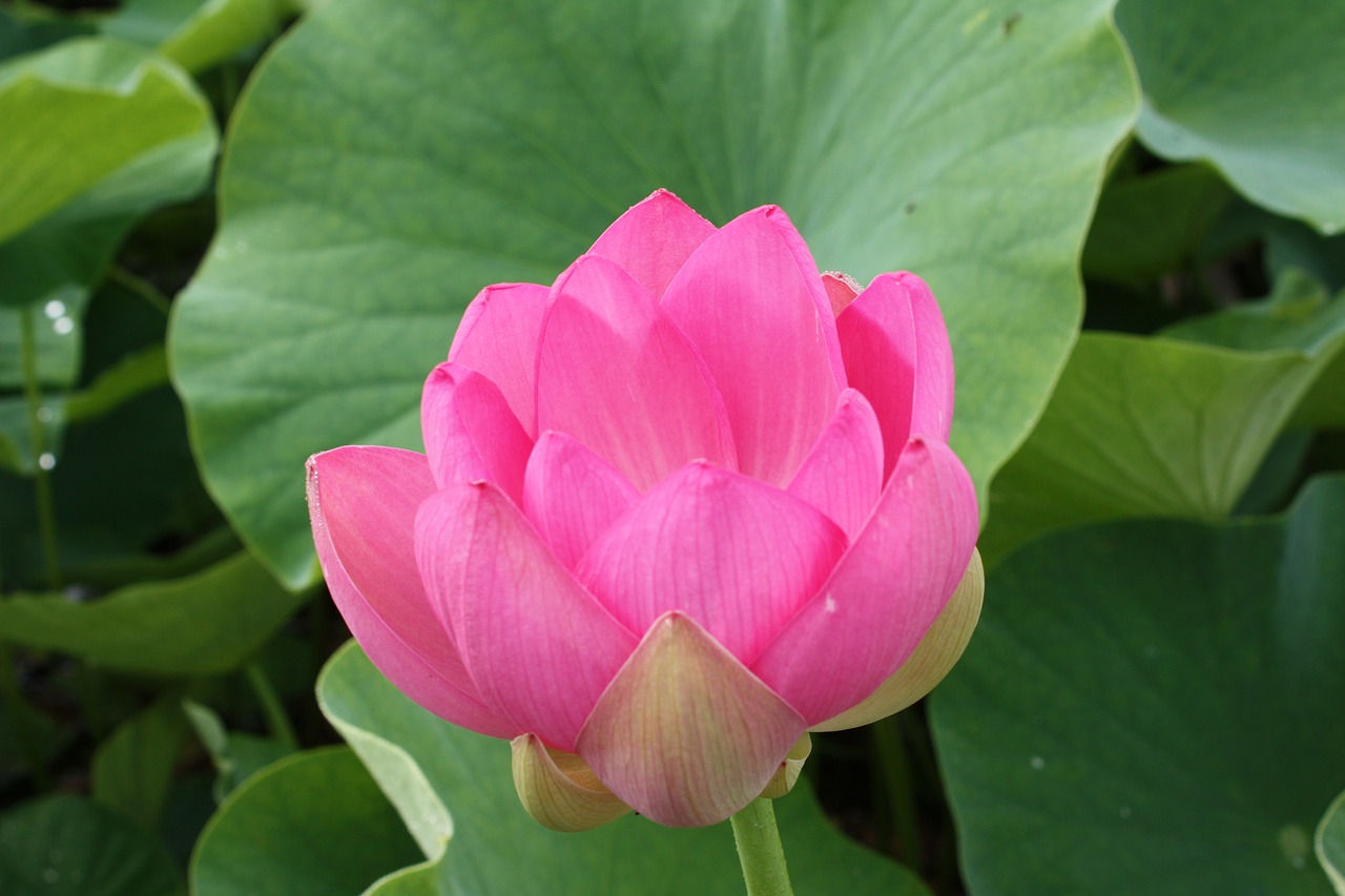 Lotuso Gėlė,  Aštuonis Mėnesius Laisvų Tuo Pėdos, Nemokamos Nuotraukos,  Nemokama Licenzija