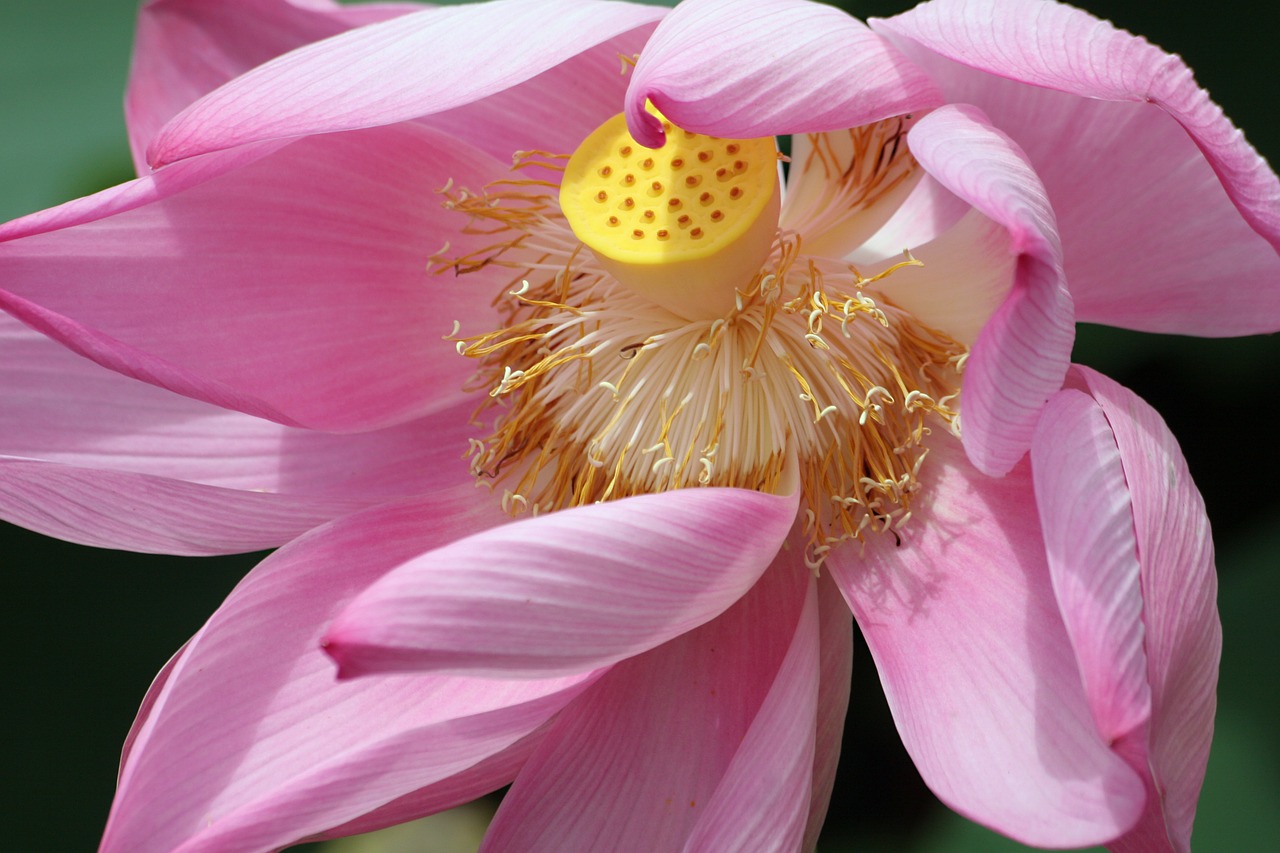 Lotuso Gėlė, Flora, Rožinis, Botanika, Lapai, Alyva, Augalas, Suriname, Atogrąžų, Lotosas