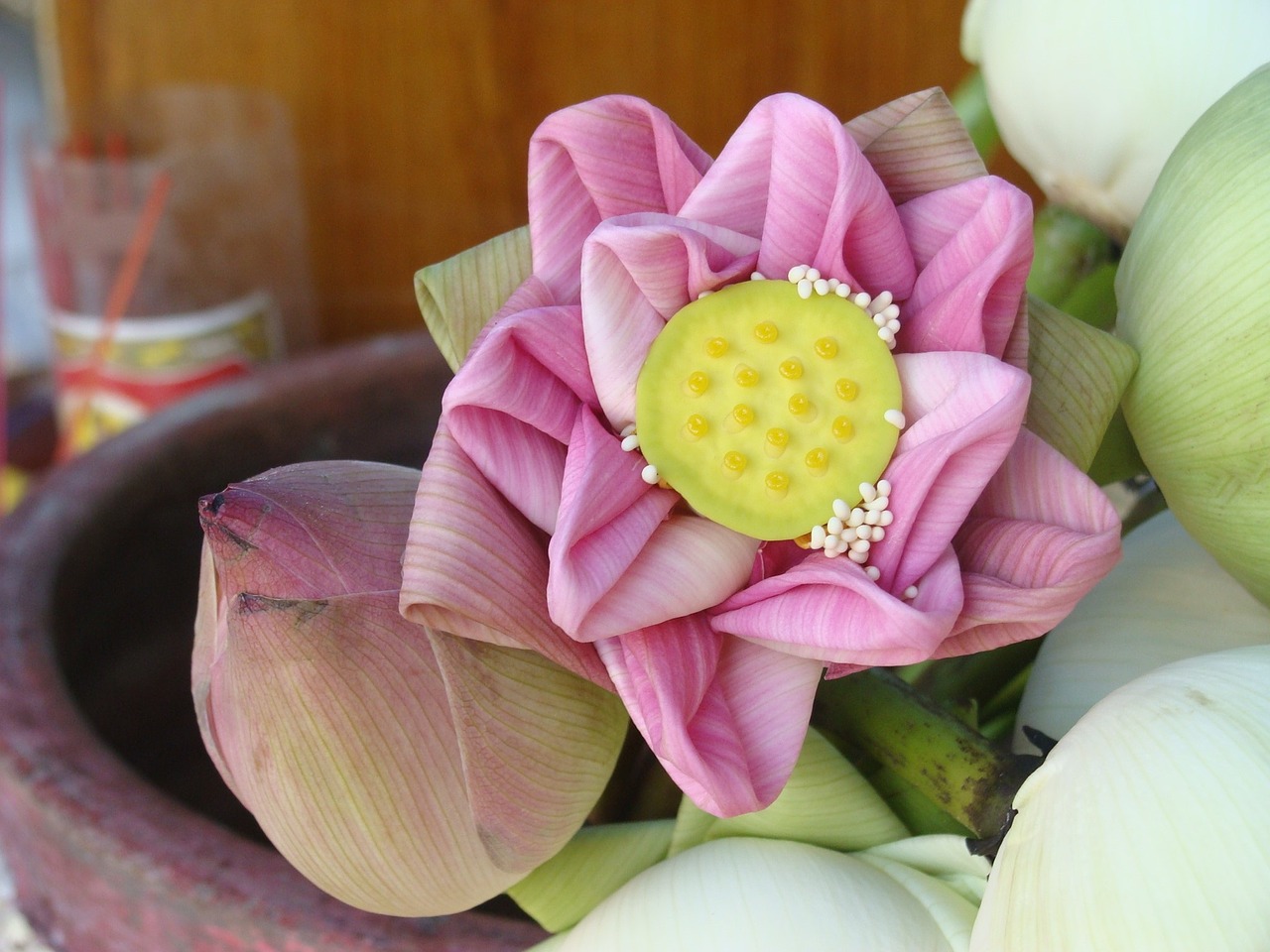 Lotuso Gėlė,  Violetinė,  Augalas, Nemokamos Nuotraukos,  Nemokama Licenzija