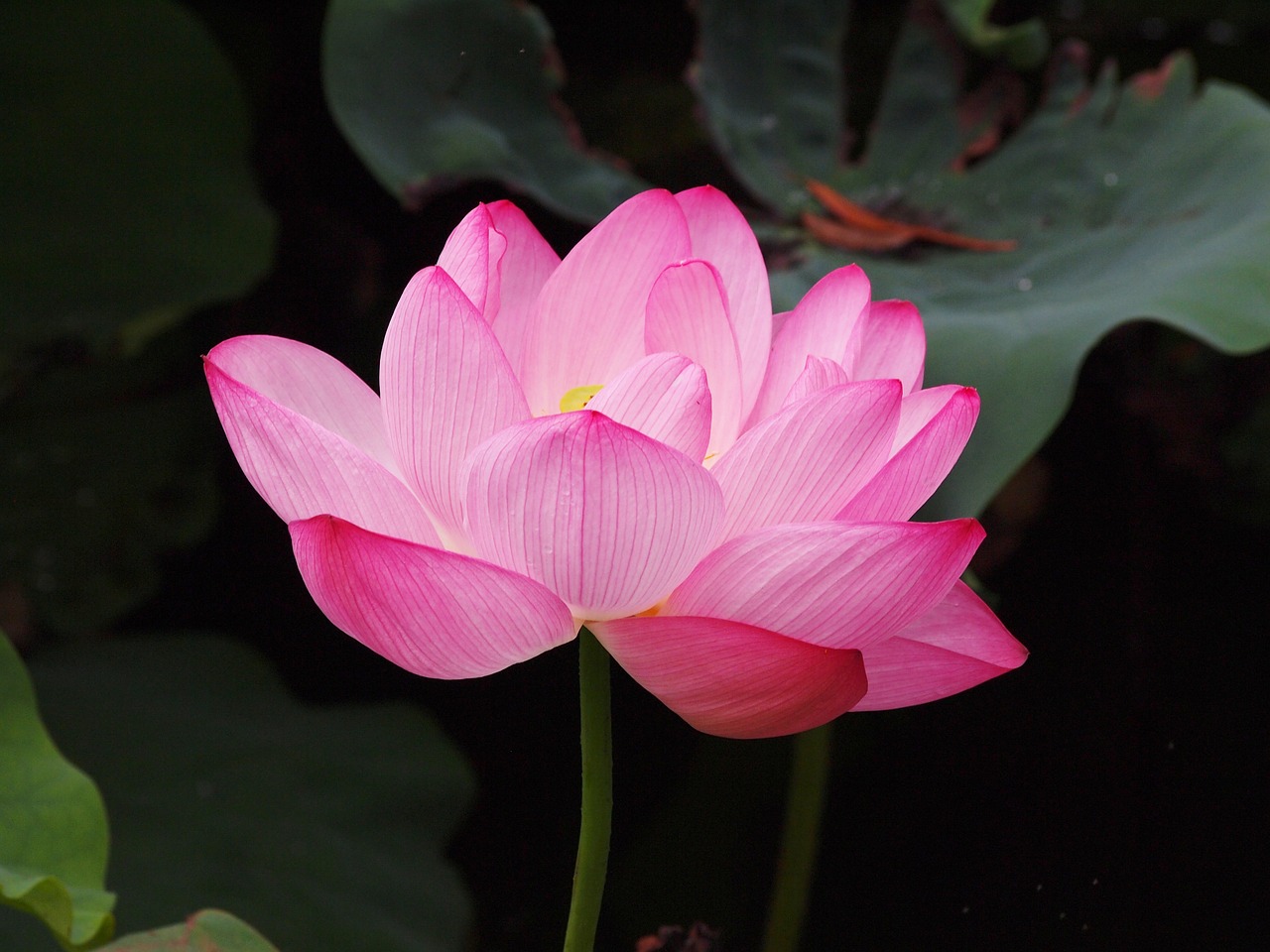 Lotuso Gėlė,  Rožinis,  Lotus, Nemokamos Nuotraukos,  Nemokama Licenzija