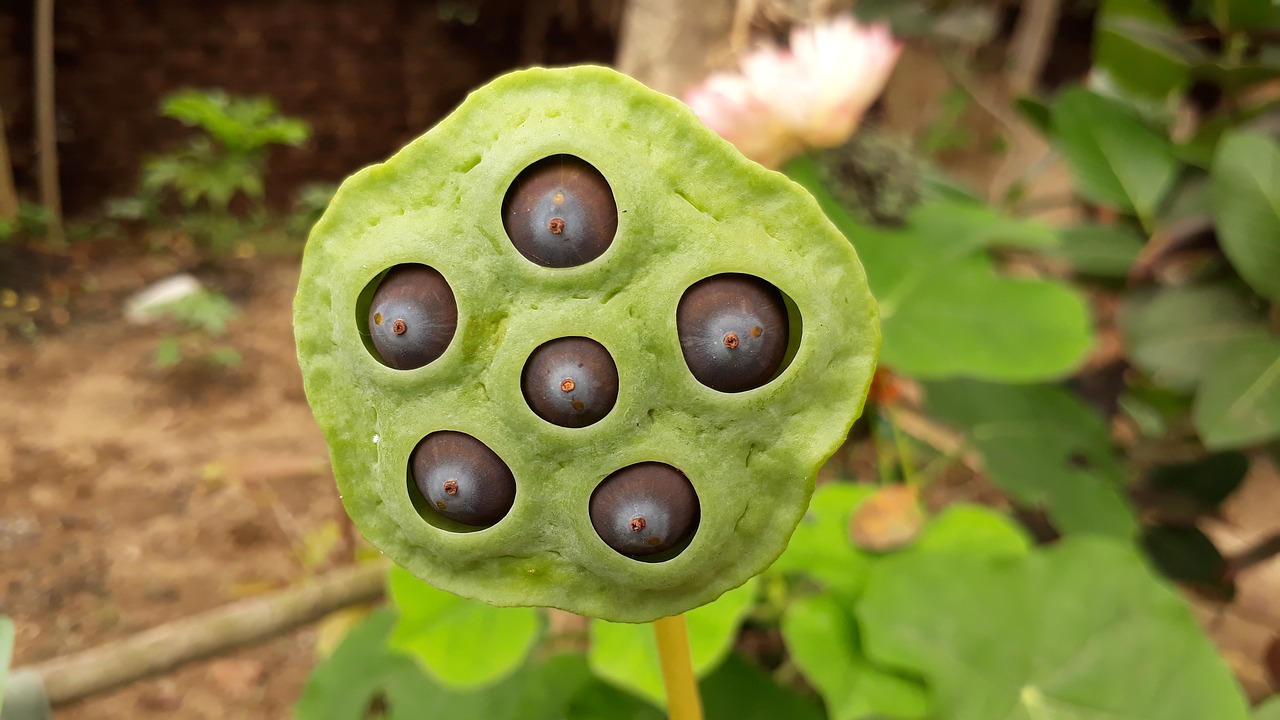 Lotoso Sėklos,  Makro,  Iš Arti,  Dėmesio,  Indija,  Lotus,  Žalias,  Gamta, Nemokamos Nuotraukos,  Nemokama Licenzija