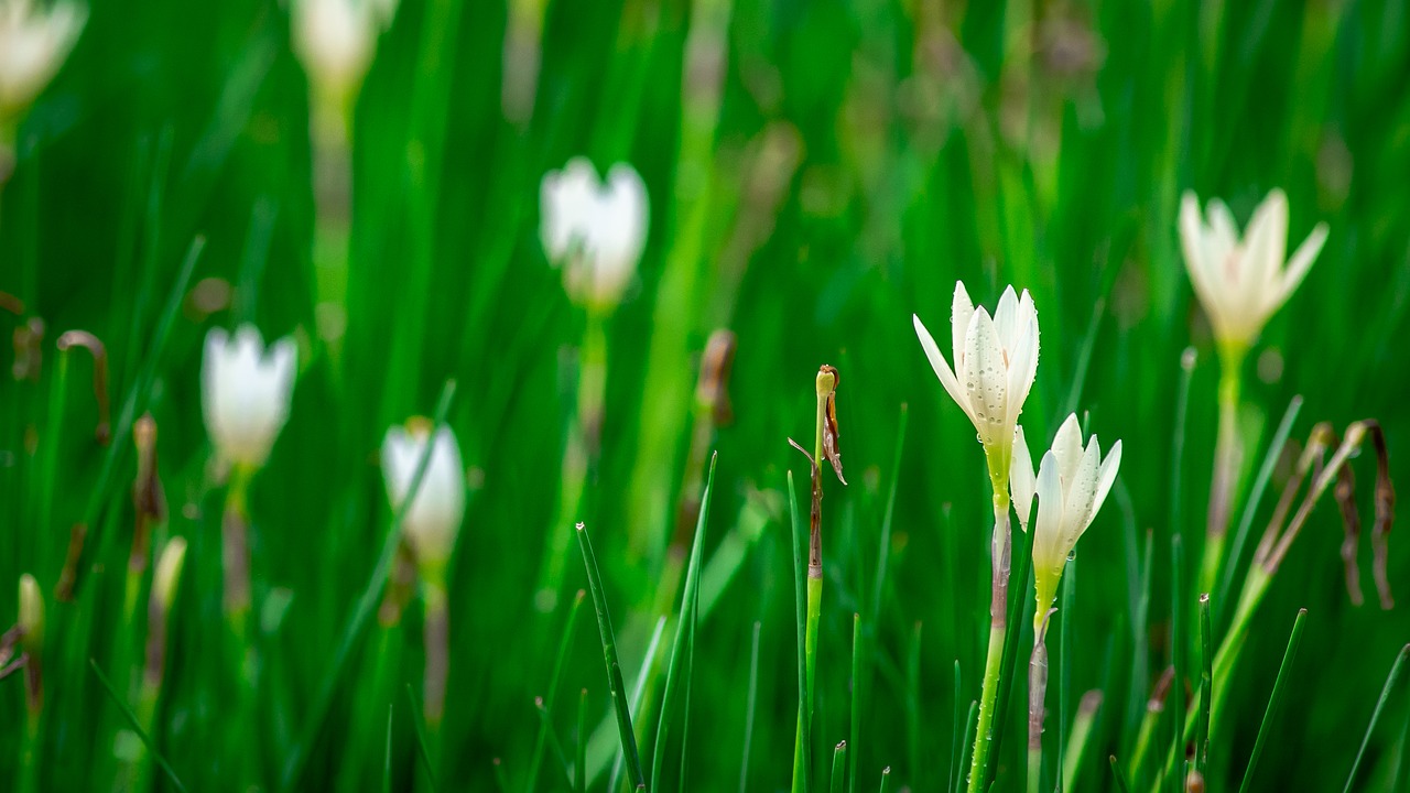 Lotus Dirvožemio,  Gėlės, Nemokamos Nuotraukos,  Nemokama Licenzija