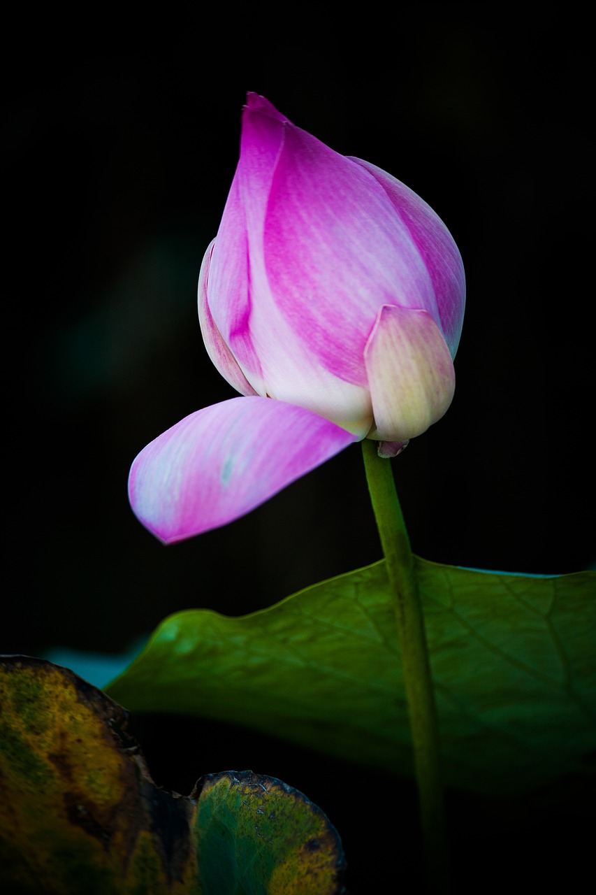 Lotus, Gėlė, Vietnamas, Vietnamo Menas, Gamta, Nemokamos Nuotraukos,  Nemokama Licenzija