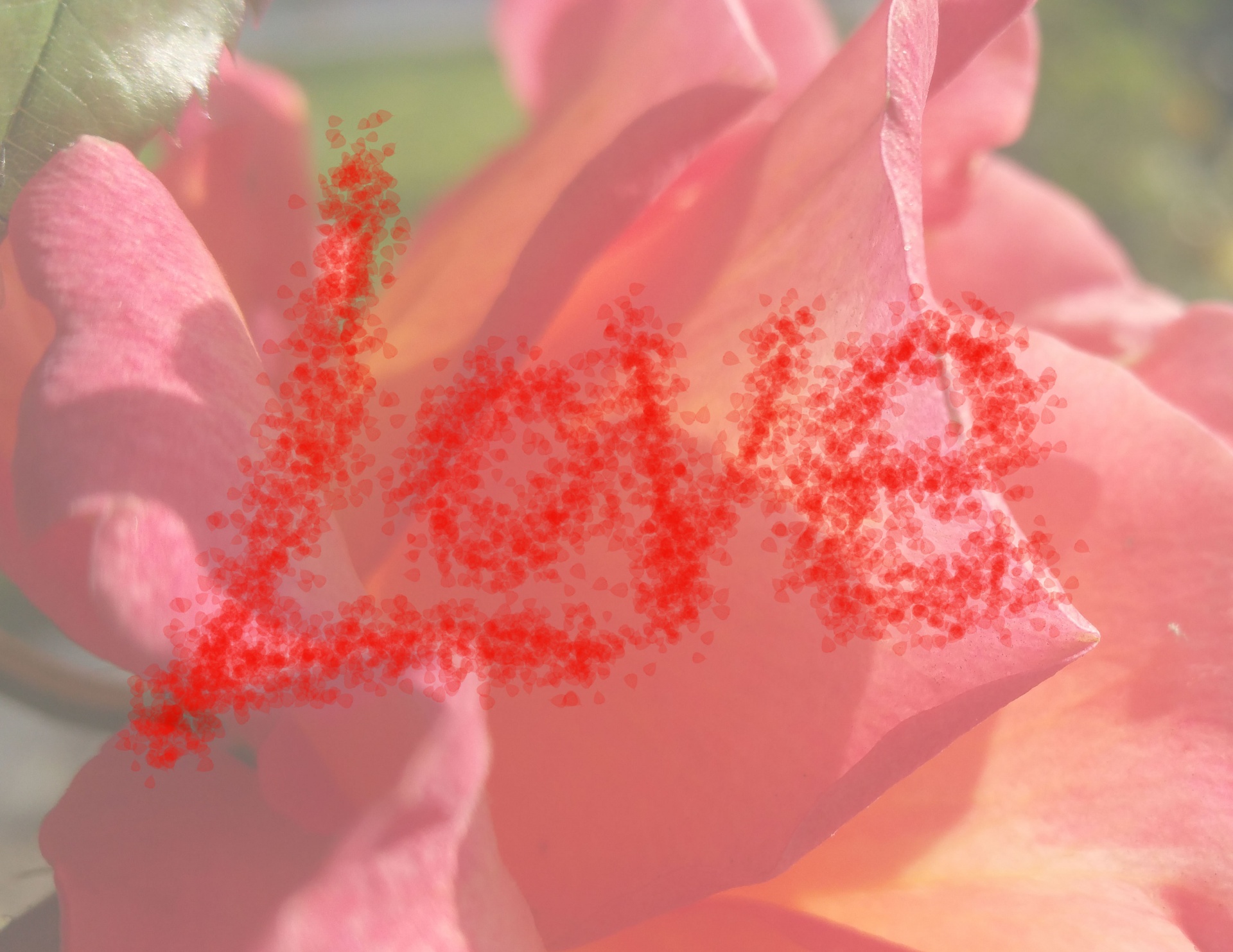Valentine,  Valentino Diena & Nbsp,  Meilė,  Rožė,  Sluoksnis,  Pasveikinimas,  Kortelė,  Diy,  Laisvas,  Romantiškas