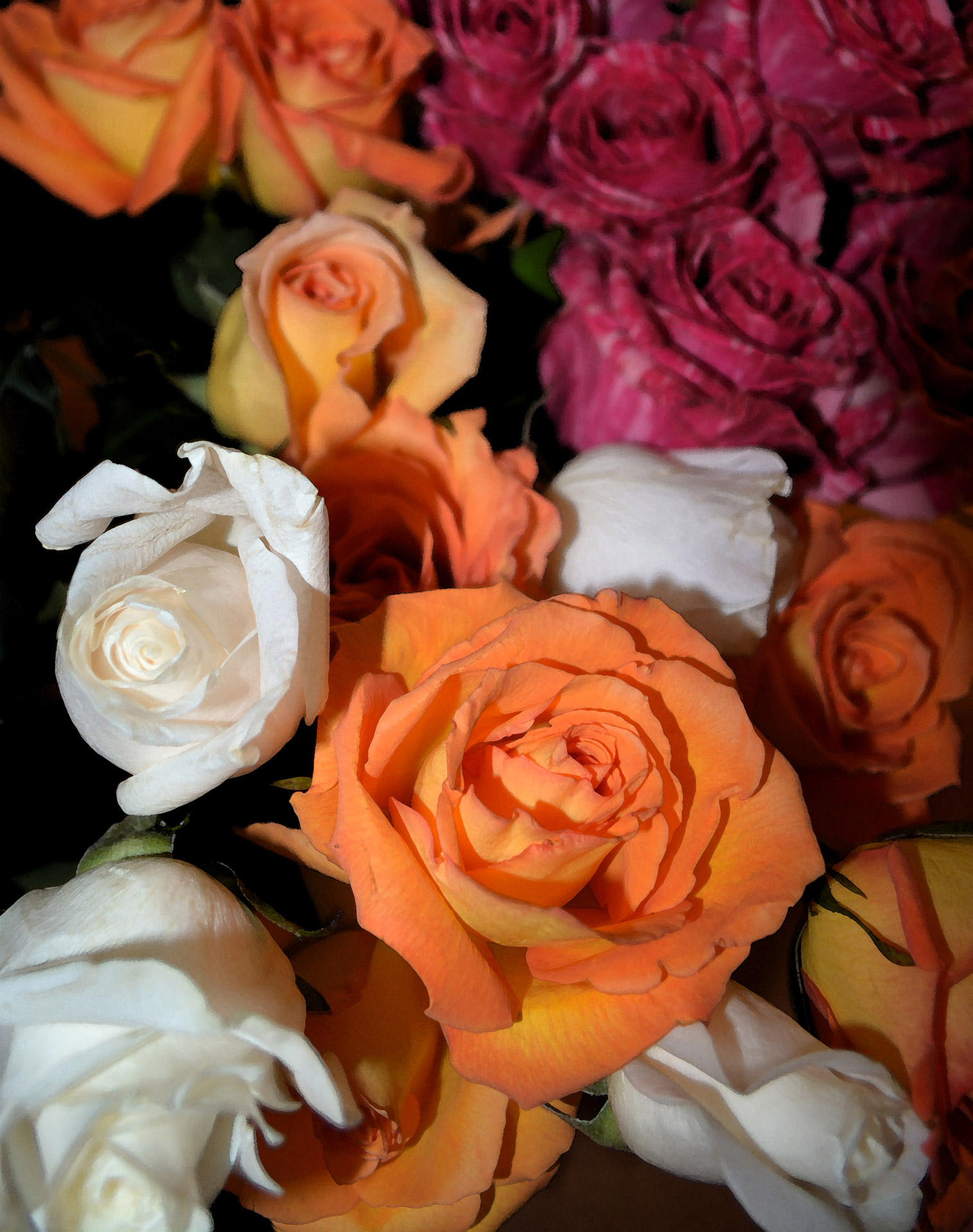 Rožė,  Gėlė,  Augalas,  Gamta,  Vynmedis,  Meilė,  Romantika,  Sveik,  Pasiilgau Tavęs,  Mėgsta Gėlių Rožių Žydėjimą