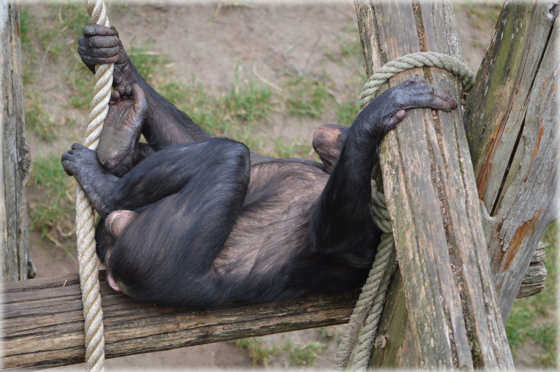 Bonobo,  Beždžionė,  Zoologijos Sodas,  Serijos,  Beždžionės,  Holland,  Amsterdamas,  Gyvūnas,  Gyvūnai,  Gamta