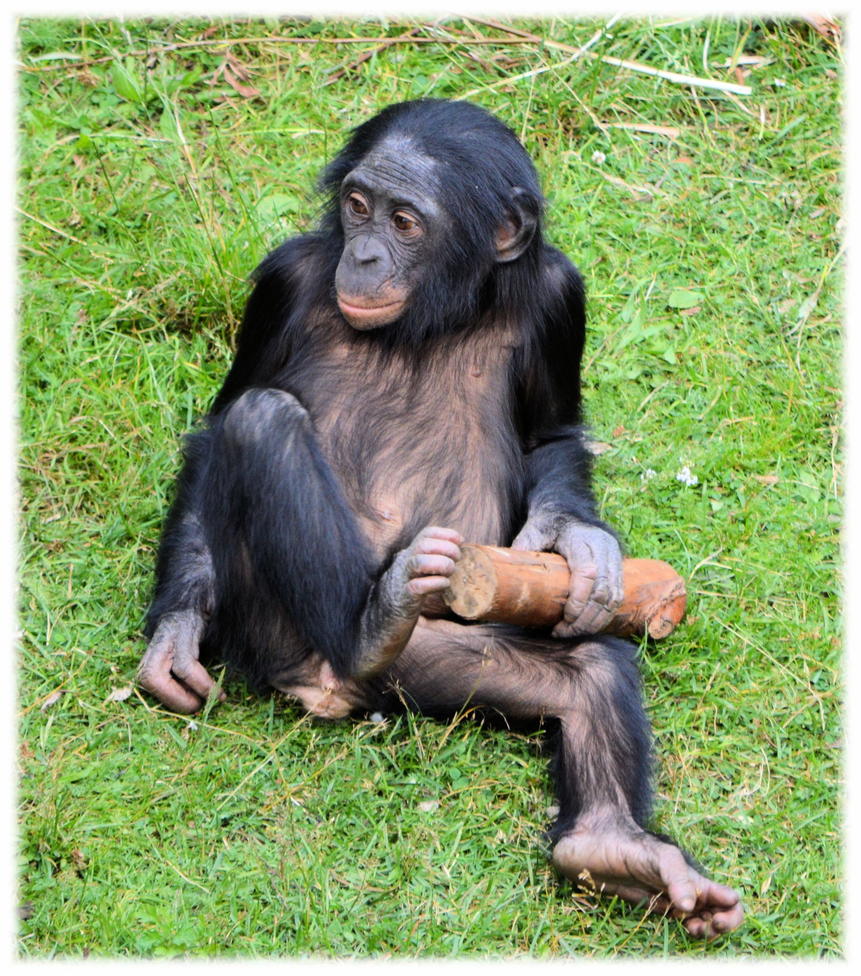 Bonobo,  Beždžionė,  Zoologijos Sodas,  Serijos,  Beždžionės,  Holland,  Amsterdamas,  Gyvūnas,  Gyvūnai,  Gamta