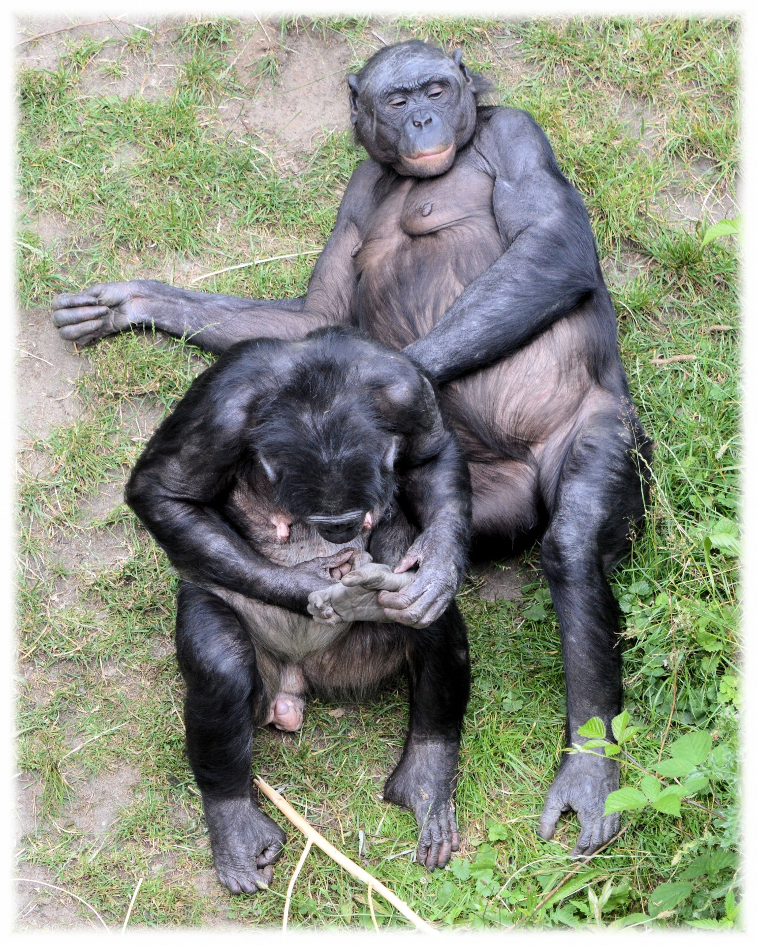 Bonobo,  Beždžionė,  Zoologijos Sodas,  Serijos,  Beždžionės,  Holland,  Amsterdamas,  Gyvūnas,  Gyvūnai,  Gamta