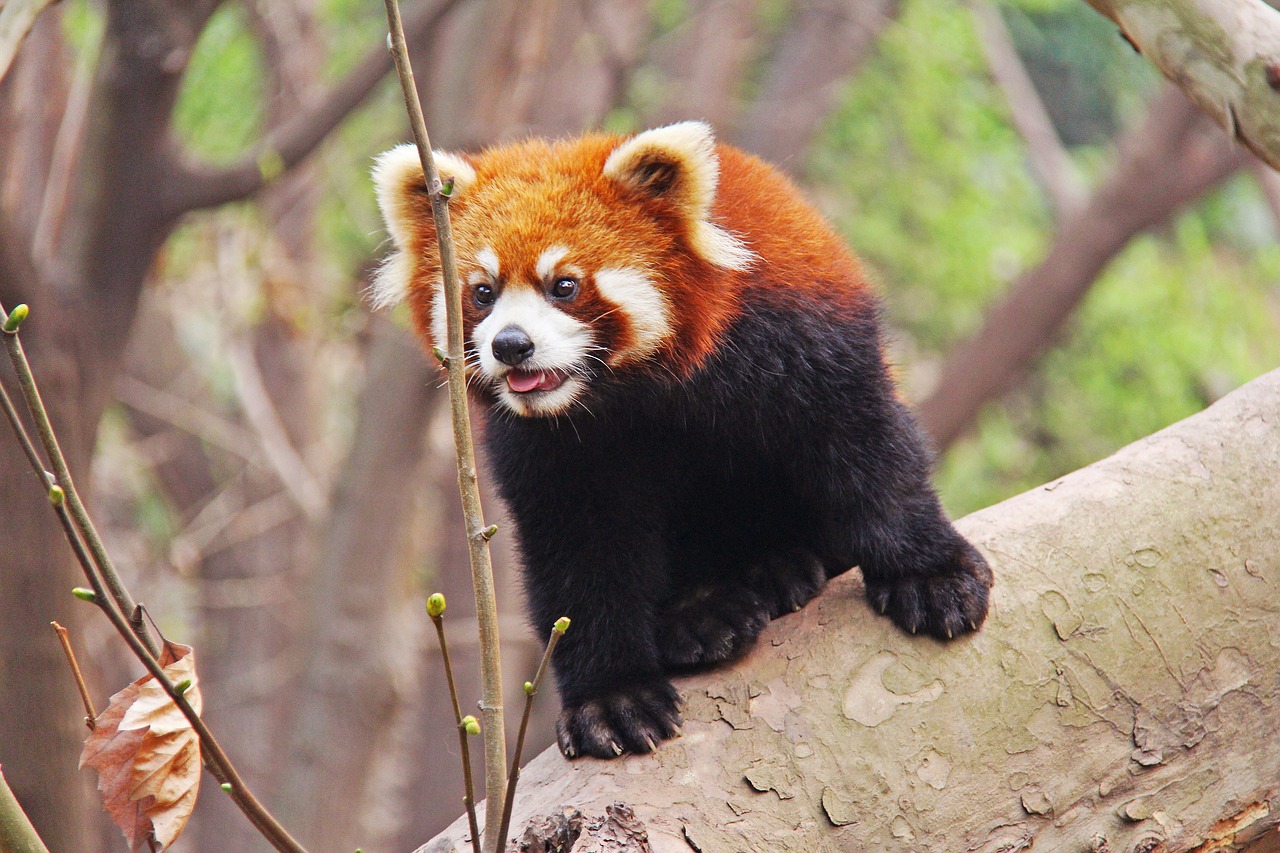 Patrauklus, Raudonos Pandos, Sichuanas, Juoda Ir Balta, Žavinga, Nacionalinis Gyvūnas, Panda, Tyrimų Bazė, Gyvūnas, Turėti