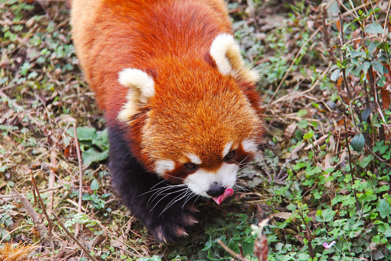 Patrauklus, Raudonos Pandos, Sichuanas, Juoda Ir Balta, Žavinga, Nacionalinis Gyvūnas, Panda, Tyrimų Bazė, Gyvūnas, Turėti