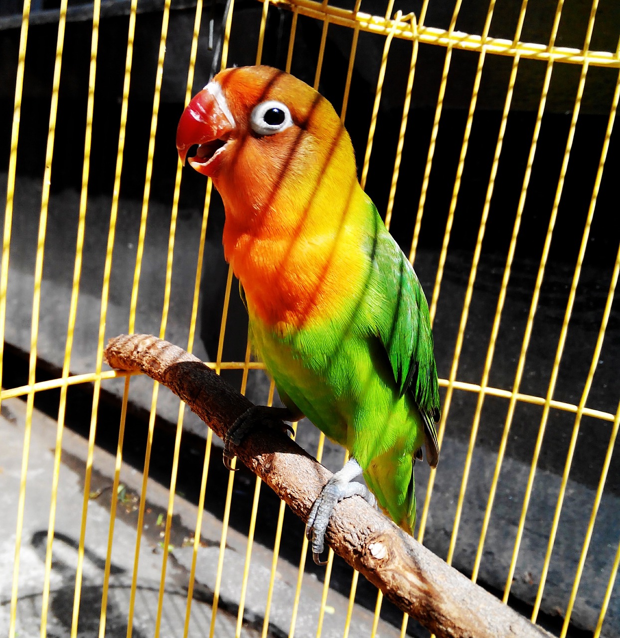 Lovebird, Žalias, Paukštis, Papūga, Atogrąžų, Mažas, Meilė, Spalva, Sparnas, Egzotiškas