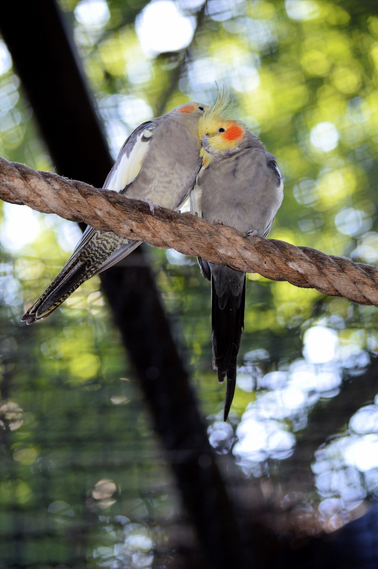 Papūga,  Lovebird,  Paukštis,  Meilužis, Nemokamos Nuotraukos,  Nemokama Licenzija