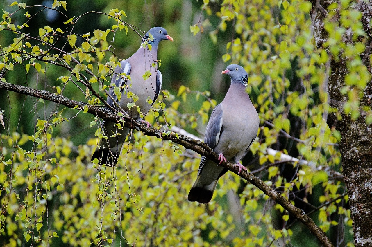 Lovebirds, Pora, Pora, Šnabždesys Saldus Nešynės, Meilė, Gyvūnai, Paukščiai, Skristi, Plumėjimas, Gamta