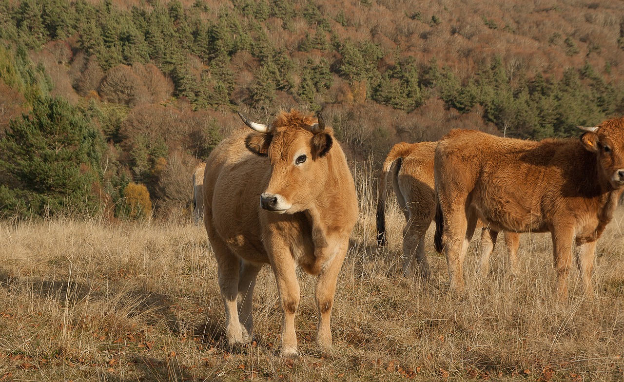 Lozère, Bandas, Karvės, Ganyklos, Nemokamos Nuotraukos,  Nemokama Licenzija