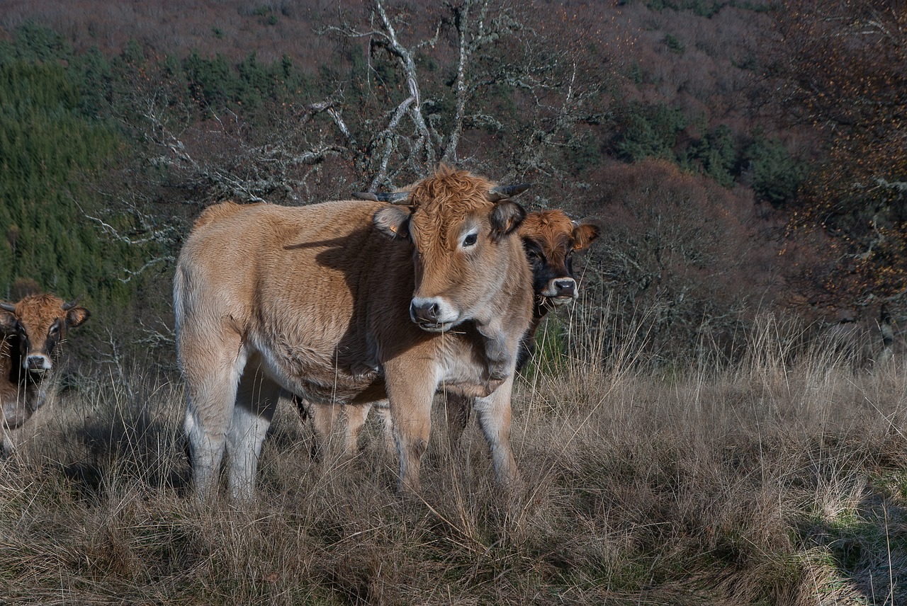 Lozère, Karvės, Bandas, Ganykla, Nemokamos Nuotraukos,  Nemokama Licenzija