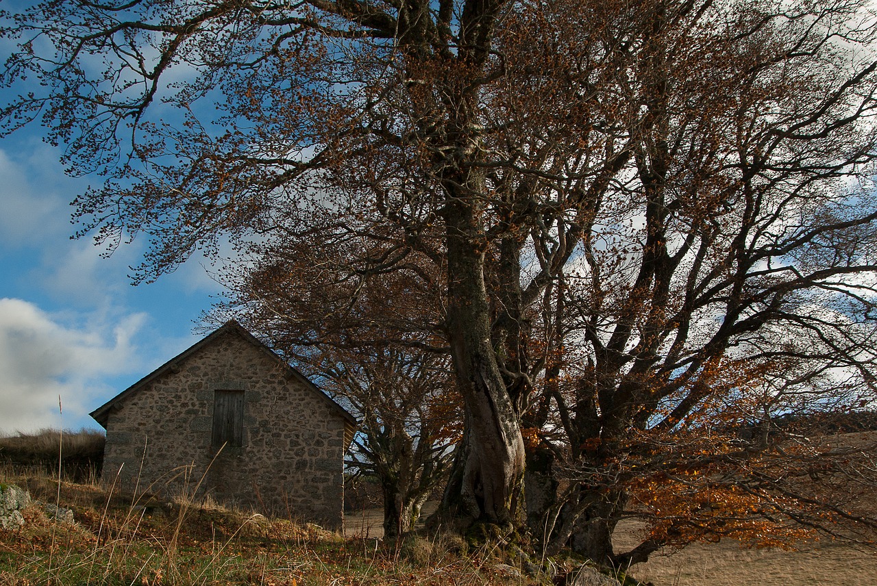 Lozère, Mesainis, Baronas, Papludimys, Nemokamos Nuotraukos,  Nemokama Licenzija