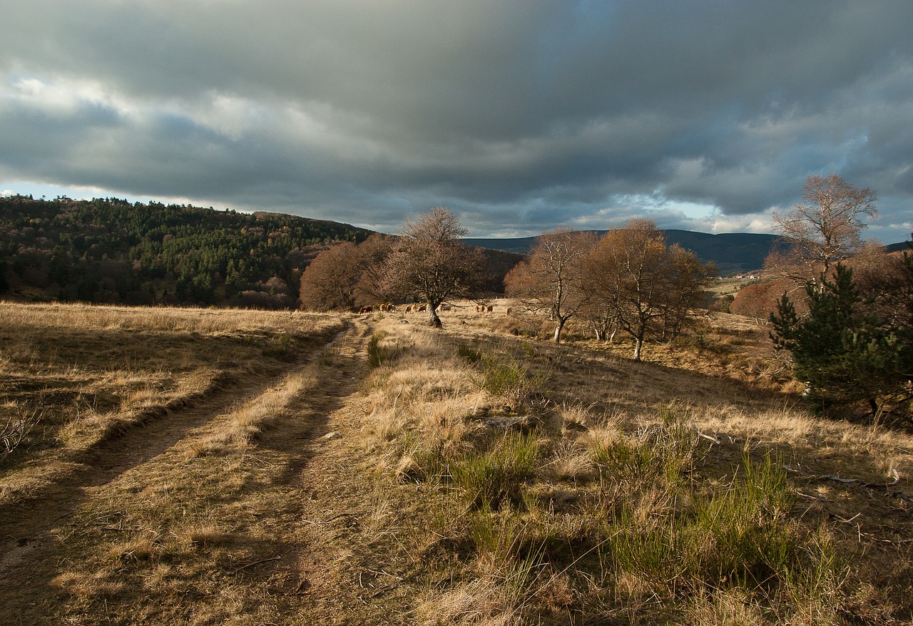 Lozère, Kelias, Ganyklos, Bandas, Laukas, Medis, Kelias, Dangus, Kalvos, Žolė