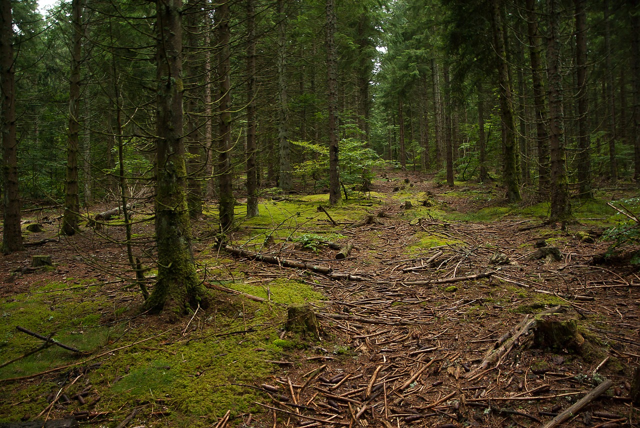 Lozère, Miškas, Pomidoras, Eglė, Lagaminai, Nemokamos Nuotraukos,  Nemokama Licenzija